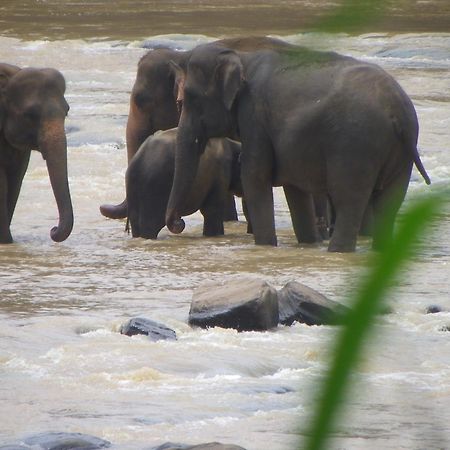 Ma Oya Retreat Pinnawala Pinnawala (Kegalle) Esterno foto
