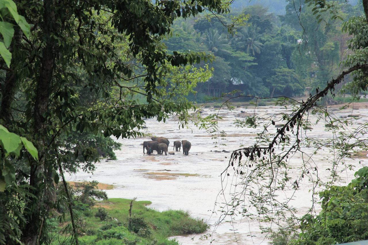 Ma Oya Retreat Pinnawala Pinnawala (Kegalle) Esterno foto