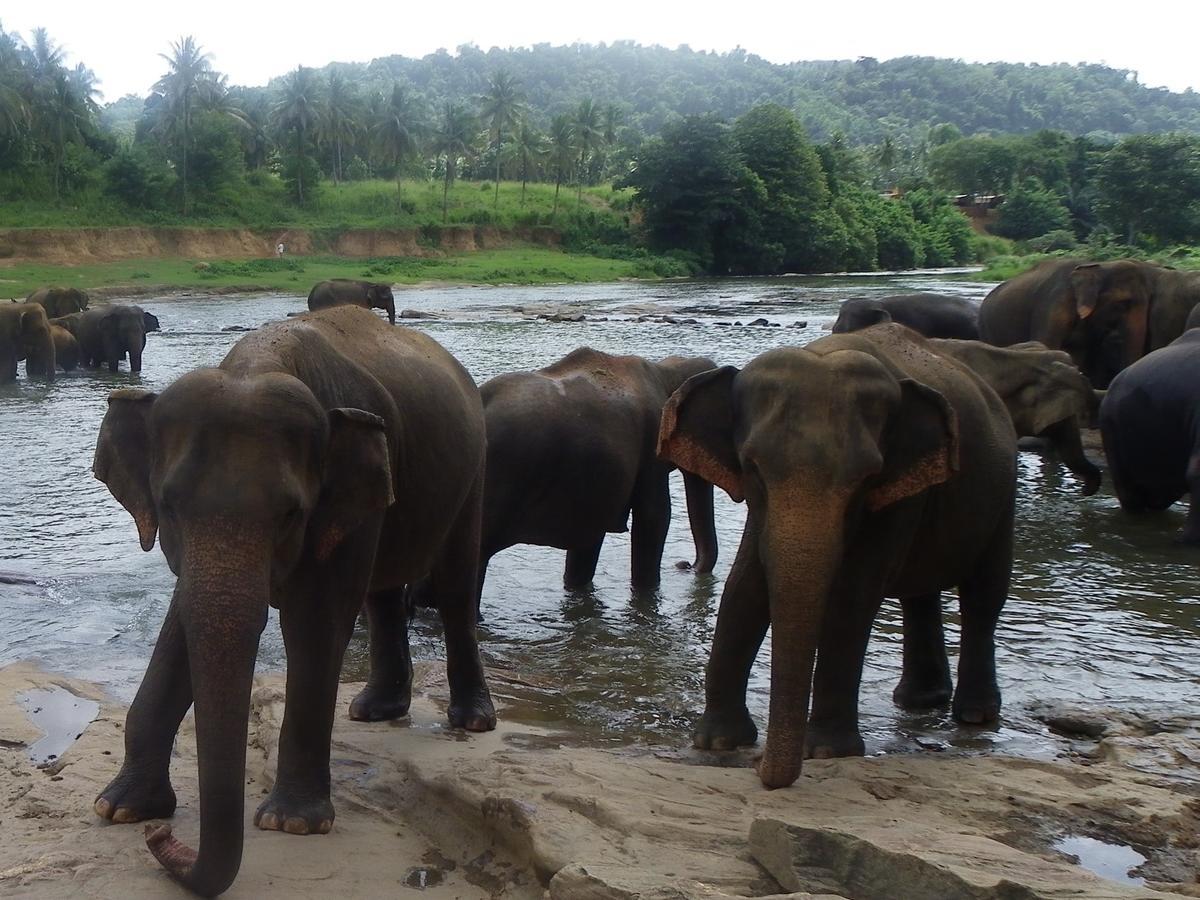 Ma Oya Retreat Pinnawala Pinnawala (Kegalle) Esterno foto