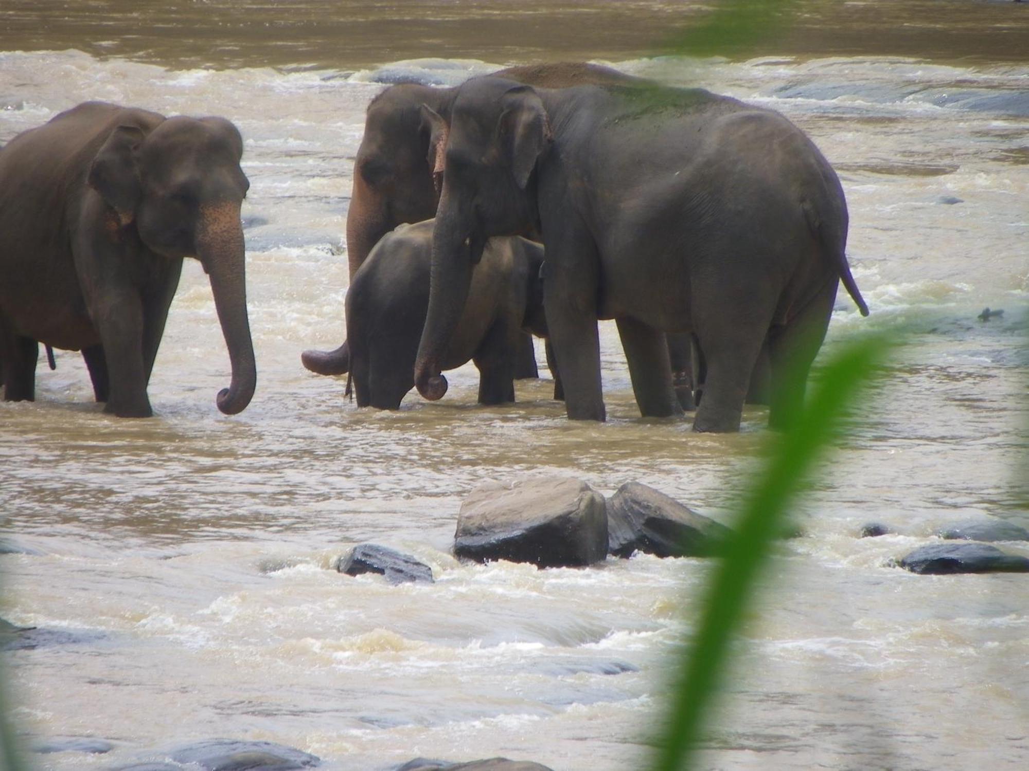 Ma Oya Retreat Pinnawala Pinnawala (Kegalle) Esterno foto